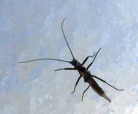 winter stonefly