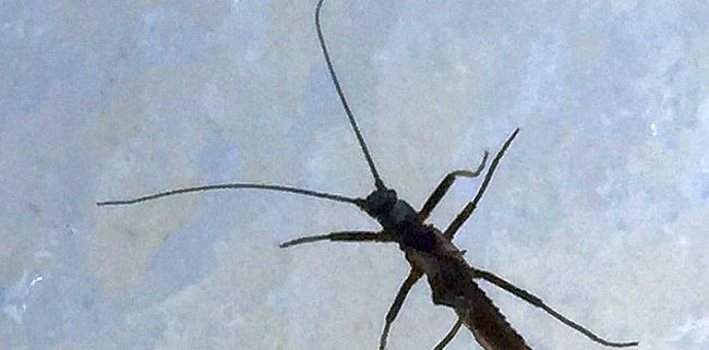 winter stonefly