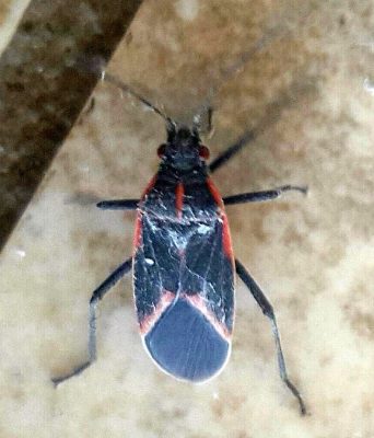 Hibernating Box Elder bug