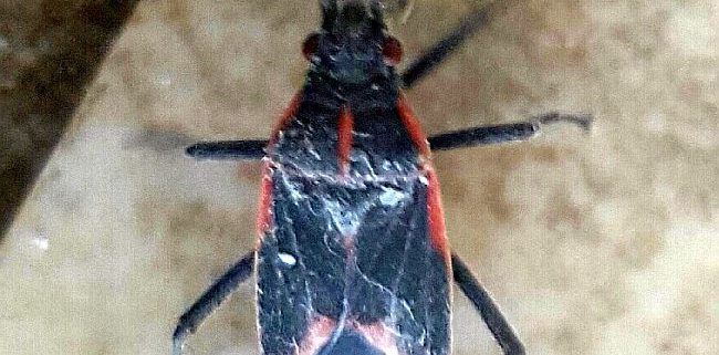 Hibernating Box Elder bug