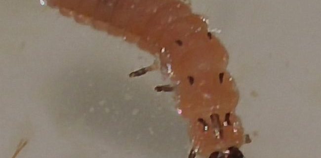 scarlet malachite beetle larva
