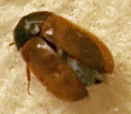 carpet beetle