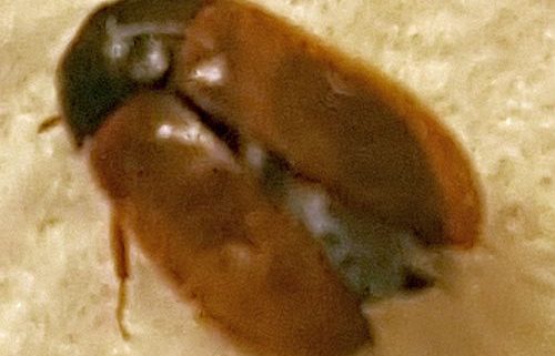 carpet beetle