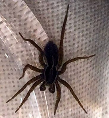 male fishing spider