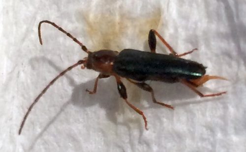 tanbark borer