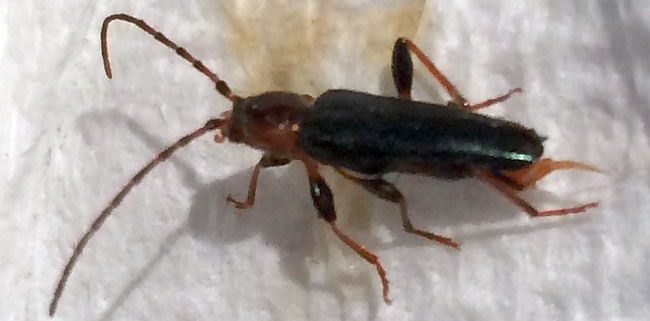 tanbark borer