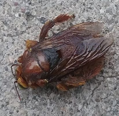Bumble or carpenter bee