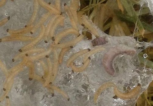 Fungus gnat larvae