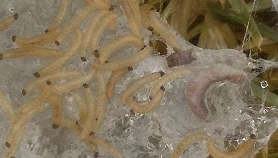 Fungus gnat larvae