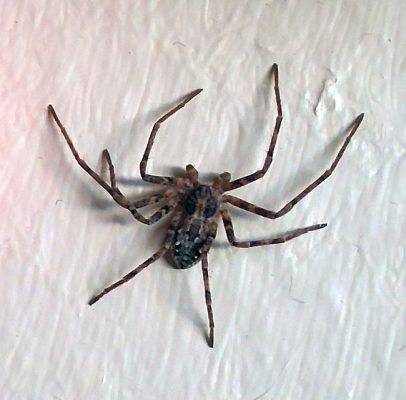 running crab spider