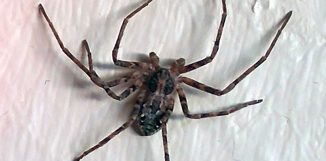 running crab spider