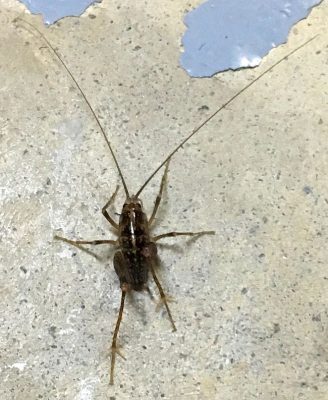 Camel/Cave cricket