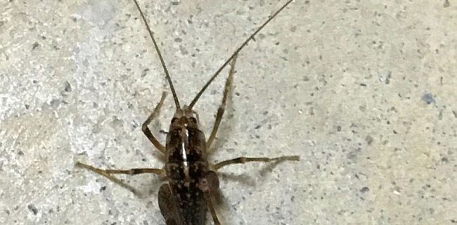 Camel/Cave cricket