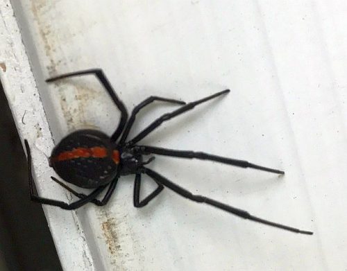 Northern Black Widow spider