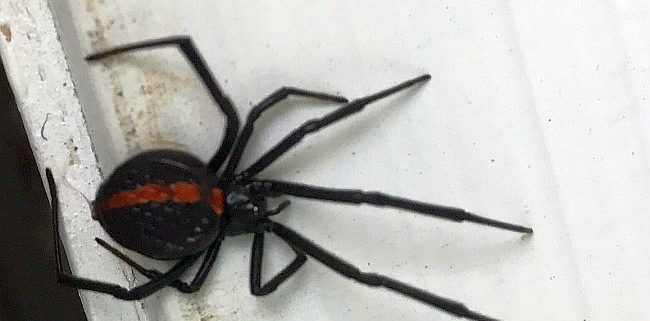 Northern Black Widow spider