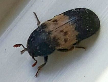 Dermestidae beetle