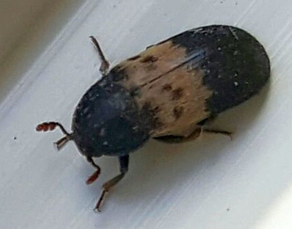 Dermestidae beetle