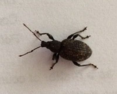broad-nosed/short-snouted weevil