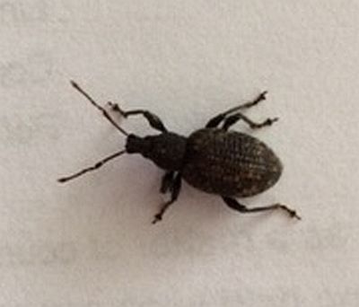 broad-nosed/short-snouted weevil