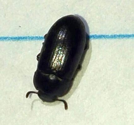 darkling beetle