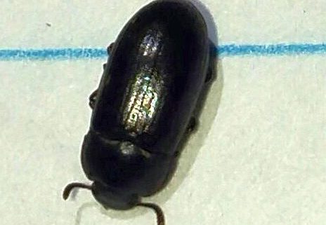 darkling beetle