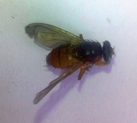 Parasitic fly