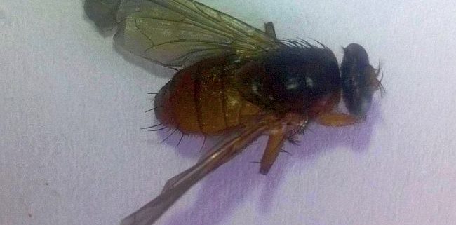 Parasitic fly