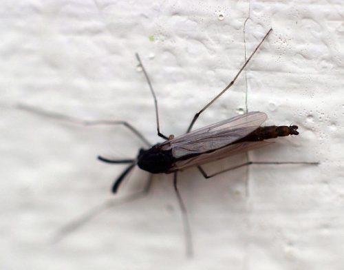 Non-biting midge