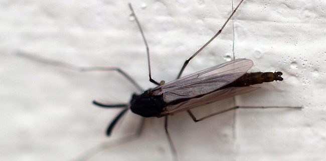 Non-biting midge
