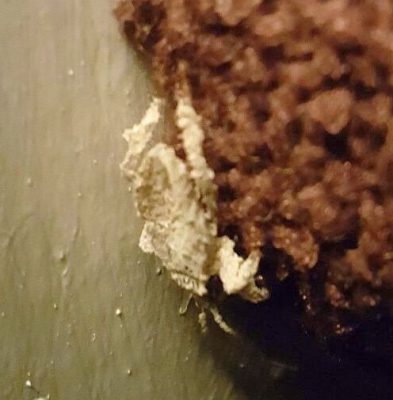 Assassin bug nymph
