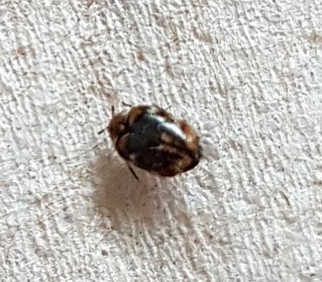 Varied carpet beetle
