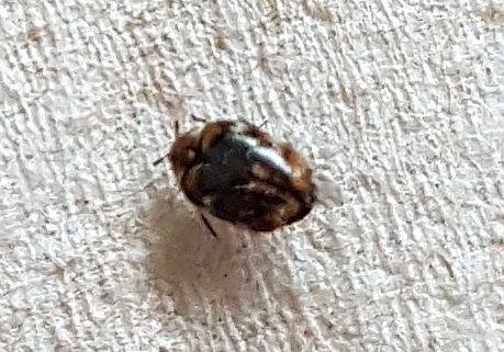 Varied carpet beetle