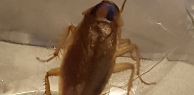 German cockroach
