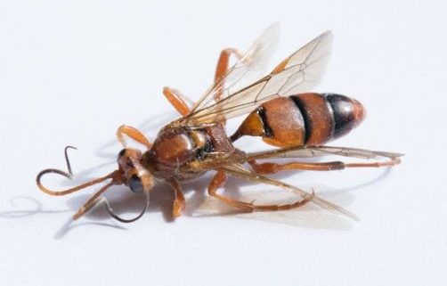 Ichneumonid wasp