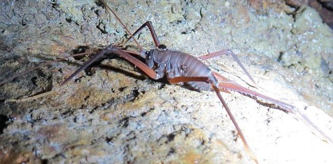 cave/camel cricket