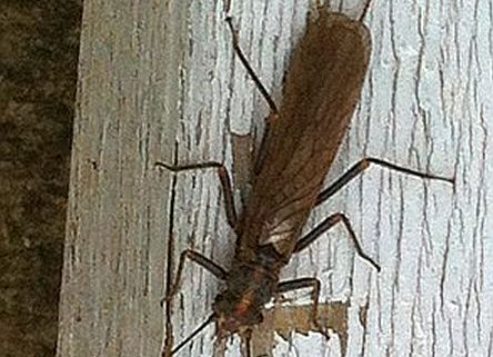 Stonefly