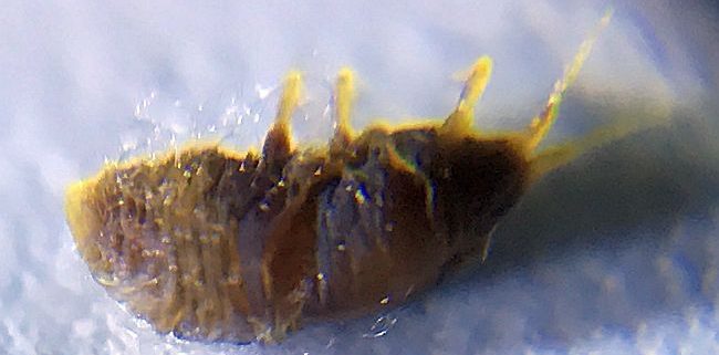 Adelgid nymph