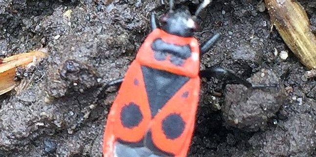 firebug