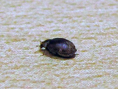 Carpet beetle?