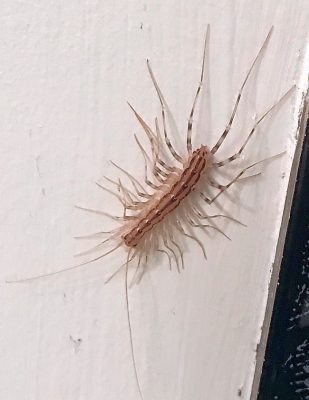 house centipede
