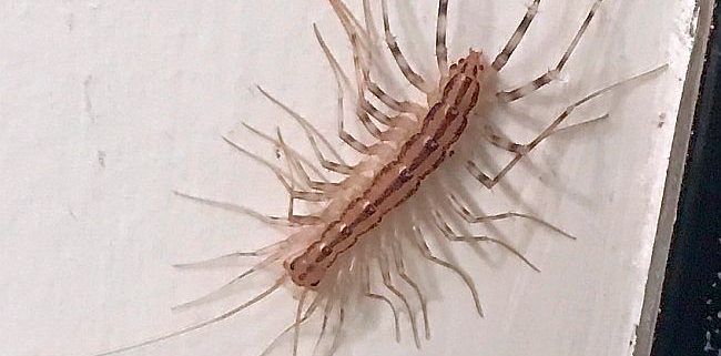 house centipede