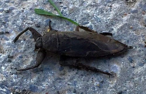 giant water bug