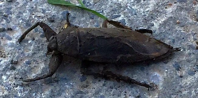 giant water bug