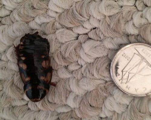 Australian cockroach nymph