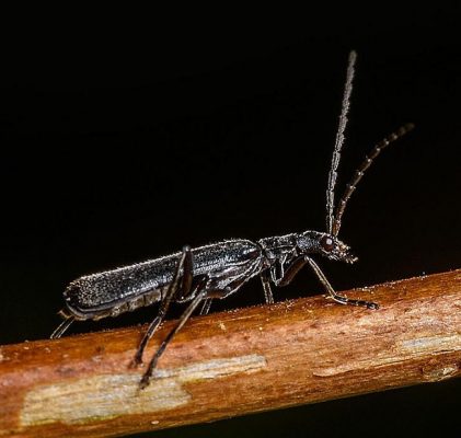soldier beetle