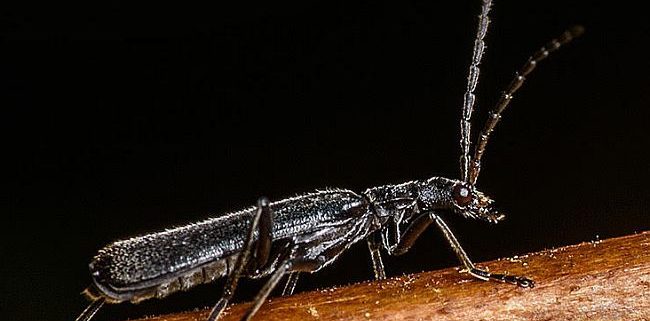 soldier beetle