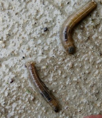 larvae of a crane fly