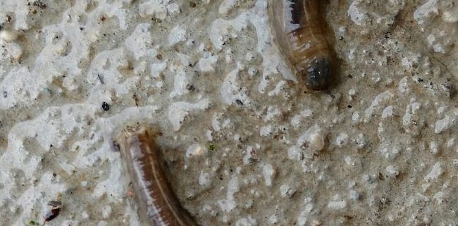 larvae of a crane fly