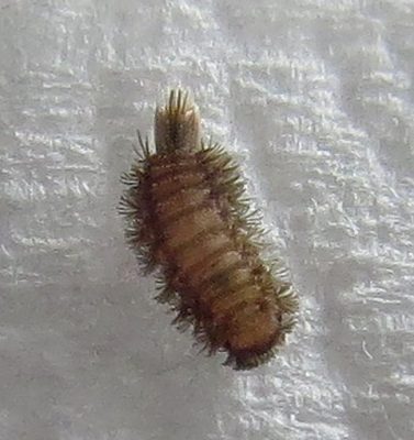 duff millipede