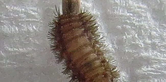 duff millipede